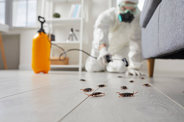 Commercial Kitchen Cockroach Control in Eastlake